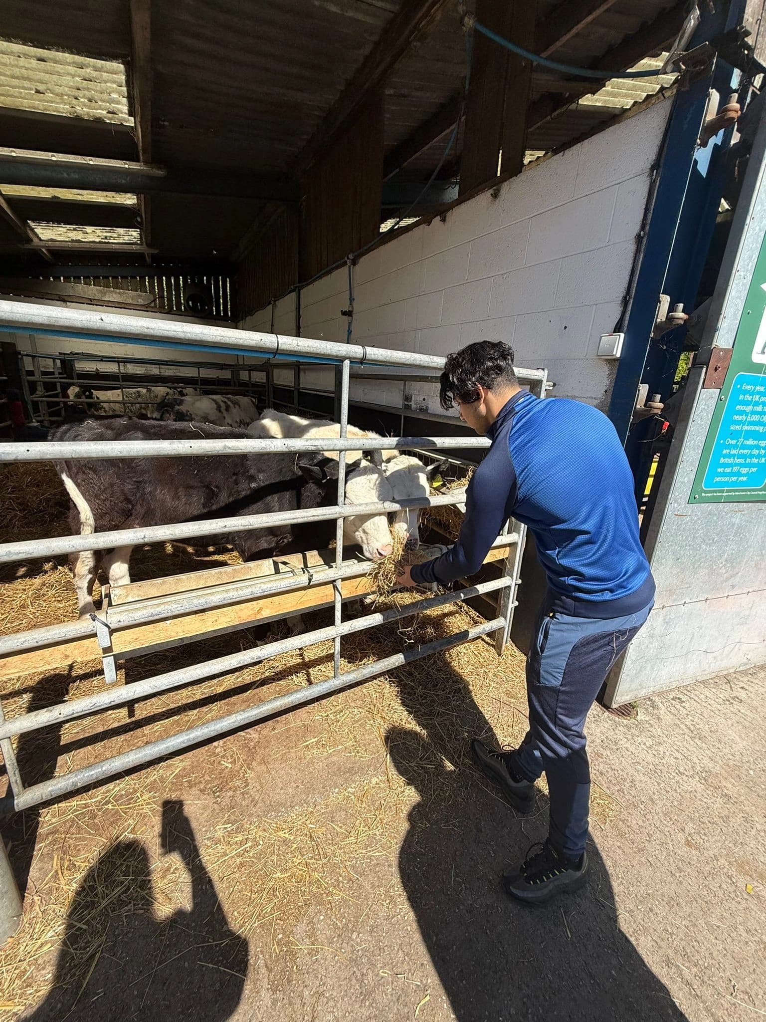 A learner feeding cattle during a supervised farm visit.